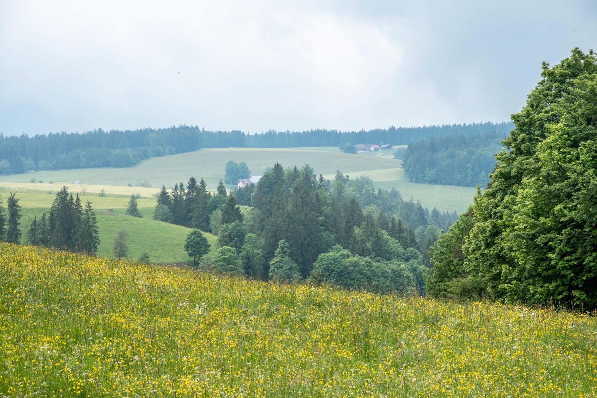 Schreinerhaeusle Naehe Titisee Himmelreich Exteriör bild
